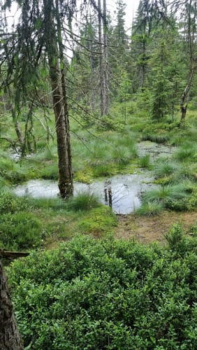 Johanngeorgenstadt: Hochmoor Kleiner Kranichsee