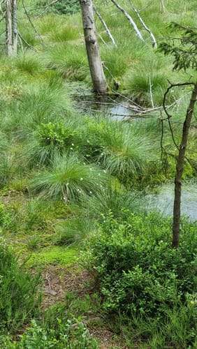 Johanngeorgenstadt: Hochmoor Kleiner Kranichsee