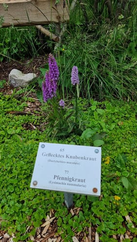 Johanngeorgenstadt: Hochmoor Kleiner Kranichsee