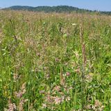 Sam Knob and Flat Laurel Creek Trail Loop, North Carolina - 695 Reviews ...