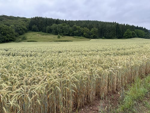 Bad Sobernheim, Hottenbachweg