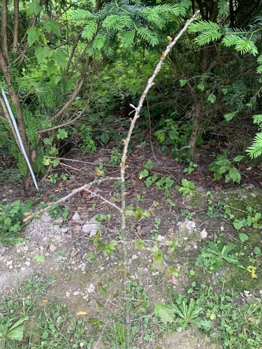 Von Horbach nach Dies