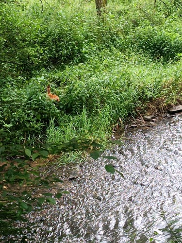 Von Nassau entlang der Lahn und nach Singhofen