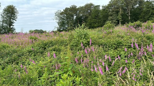 Natursteig Sieg Etappe 9: Au - Wissen