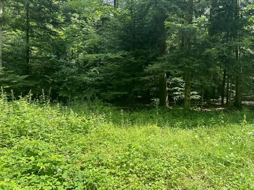 Wasser-, Wald- und Wiesenpfad (Premiumwanderweg)