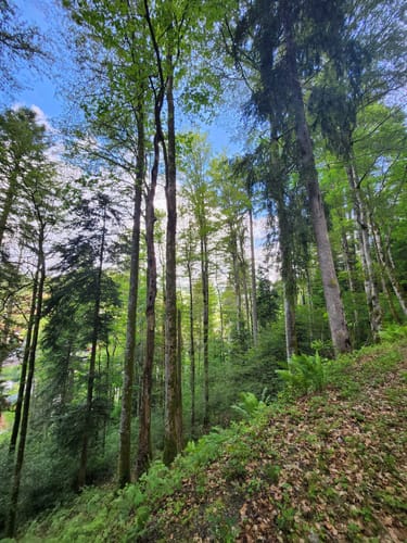 Haushaldenweg Todtmoos