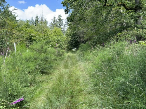 Glaabacher Almauftrieb (Premiumwanderweg)