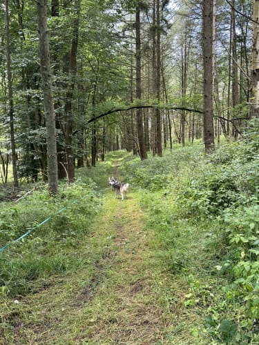 Glaabacher Almauftrieb (Premiumwanderweg)