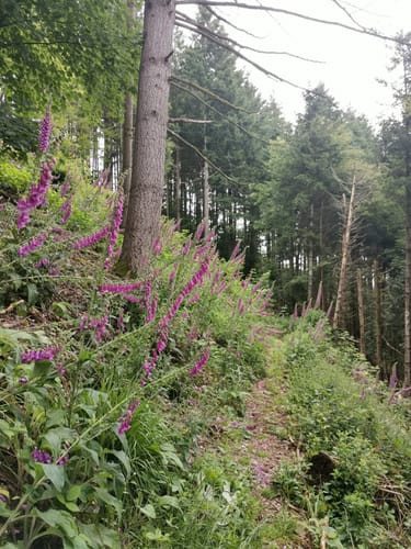 Guttahütte ab Huberhof
