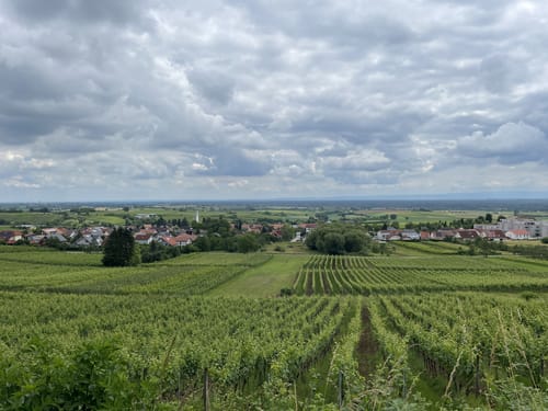 Circuit viticole sans frontière