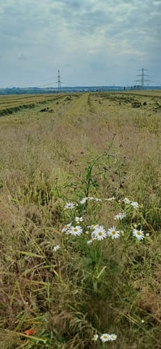 Schöneck Landschaftsweg (Halbmarathonroute)