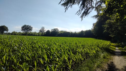 Schönebecker Schloss - Auetalweg