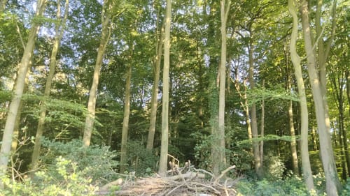Schönebecker Schloss - Auetalweg