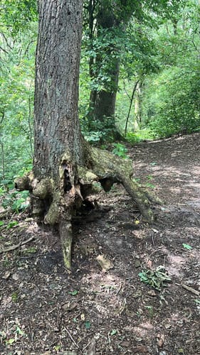 Rund um den Wümme-Nordarm ab Fischerhude
