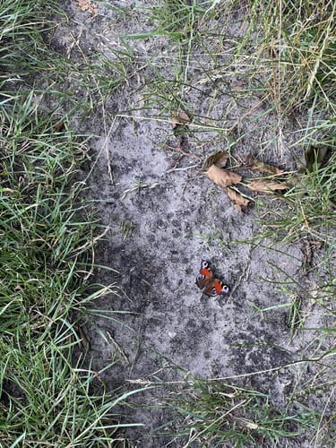 Rund um den Wümme-Nordarm ab Fischerhude
