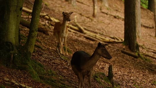 Wild- und Wanderpark Südliche Weinstraße bei Silz (Große Runde)