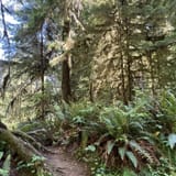 Quinault Rain Forest Nature Trail, Washington - 1,166 Reviews, Map ...