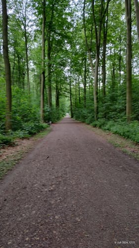 Holterhöfe - Forstwald