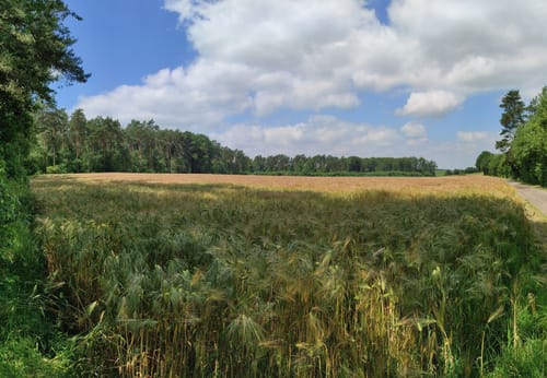 Wacholderheide B1