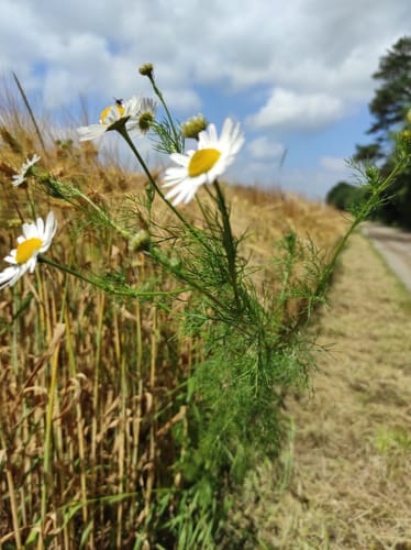 Wacholderheide B1