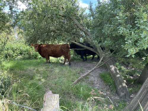 Kappeln - Arnis - Grödersby