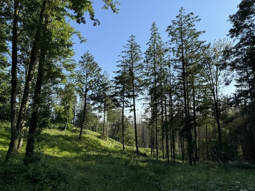 Durch den Königsforst zum Tütberg