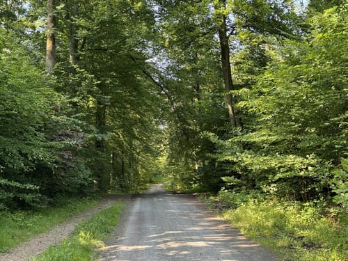 Durch den Königsforst zum Tütberg