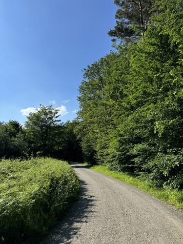 Durch den Königsforst zum Tütberg