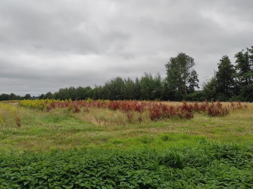 Nordic Walking Quellenroute Heiden rot
