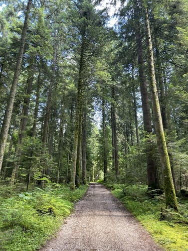 Tannenriesen (Premiumwanderweg)