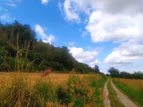 Dschungelpfad und Weinbergsaussicht