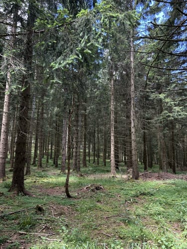 Medebacher Bergweg (Fernwanderweg)