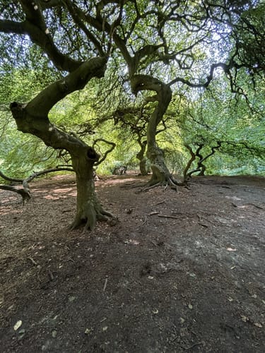 Semper Heide- Waldpark Semper