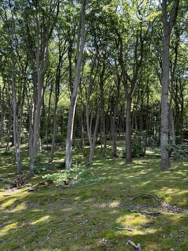 Semper Heide- Waldpark Semper