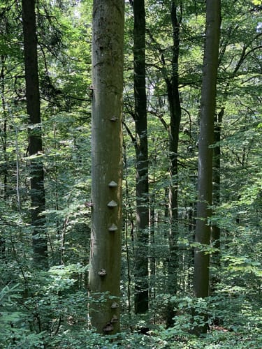 Schwarzwihrberg Rundweg