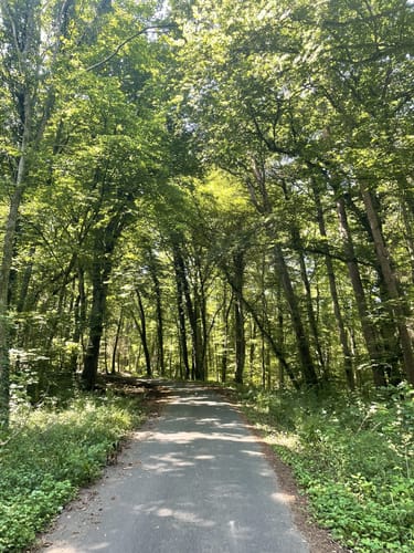 Braunfels - Urwaldzelle - Hirschhausen