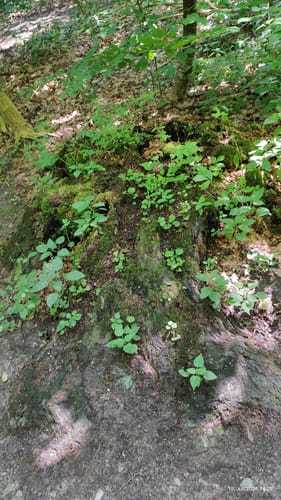 Holterhöfe - Forstwald