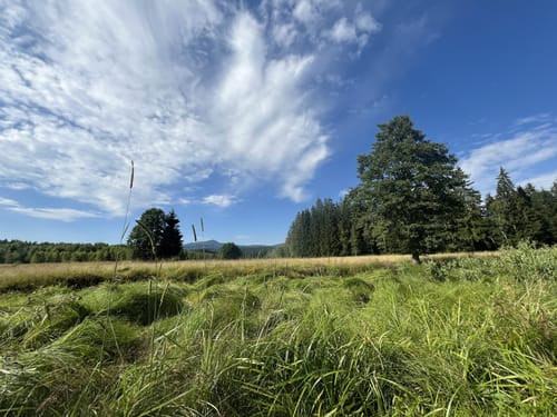 Rundweg Kreuzotter: Wandern durch Klosterfilz und Großer Filz