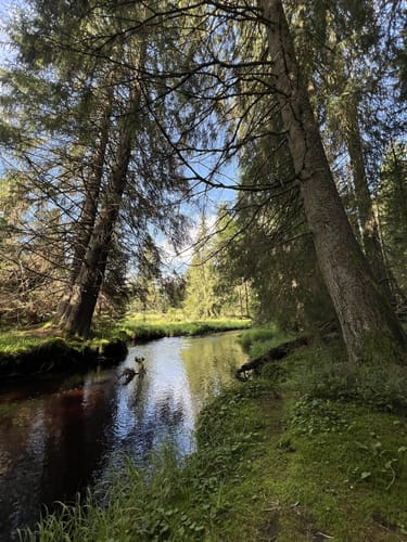 Rundweg Kreuzotter: Wandern durch Klosterfilz und Großer Filz