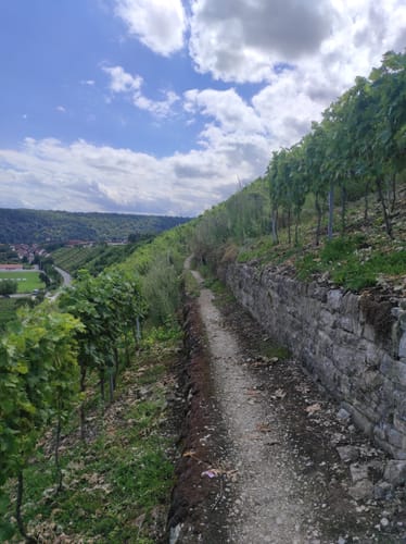 Käsbergkanzel ab Hessigheim