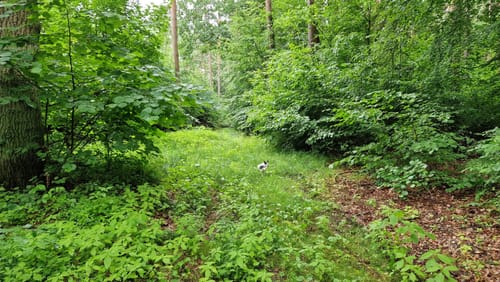Potthagener Wald