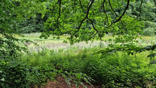 Potthagener Wald