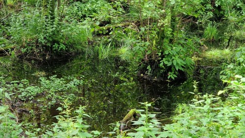 Potthagener Wald
