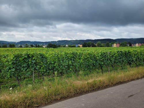 Von Leiwen entlang der Mosel
