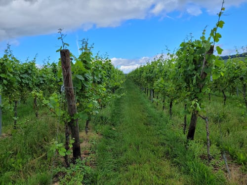 Von Leiwen entlang der Mosel