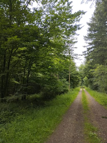 Rundwanderweg B11: Über den Rotsberg