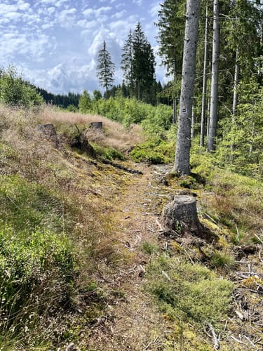 Zinser Grenzpfad (Rothaarsteigspur)