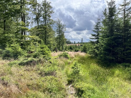Zinser Grenzpfad (Rothaarsteigspur)