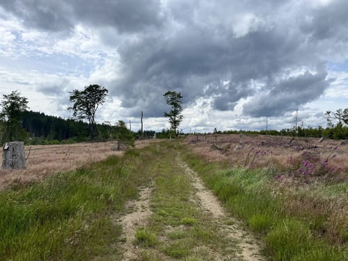 Zinser Grenzpfad (Rothaarsteigspur)