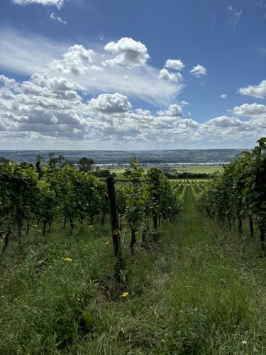 Grauer Stein ab Hallgarten